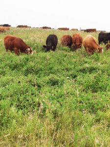 The palatable black seed pods of cicer milk vetch will no doubt be consumed by these yearlings on this fall-grazing pasture and distributed over other parts of this and other pastures. Most of the cicer milk vetch in this pasture was establish by cattle depositing seed through their manure. Photo provided by Graeme Finn
