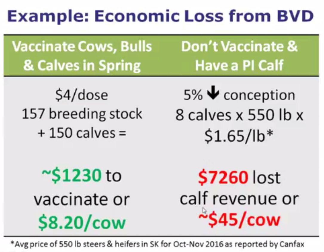 economic loss from BVD example