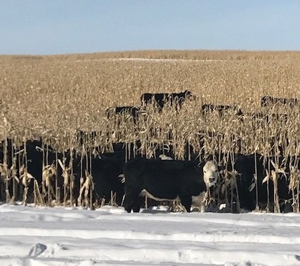 corn grazing cattle in winter