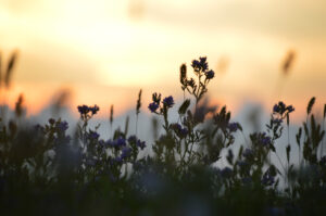 Canadian alfalfa field at dusk