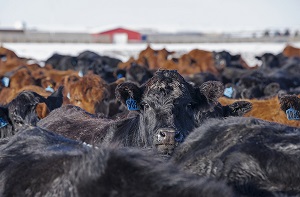 beef cattle in winter