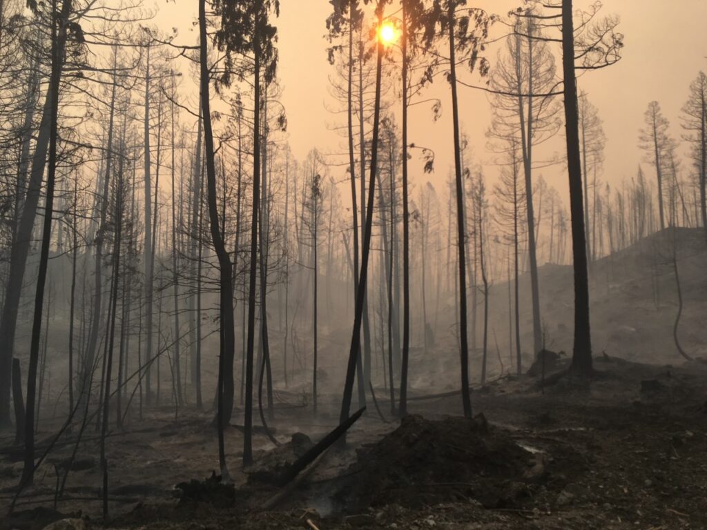 Burned remains after wildfire in British Columbia forest