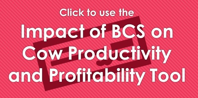 Impact of BCS on cow productivity and profitability tool