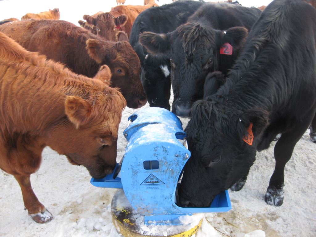 cattle drinking out of frost free nosepumps