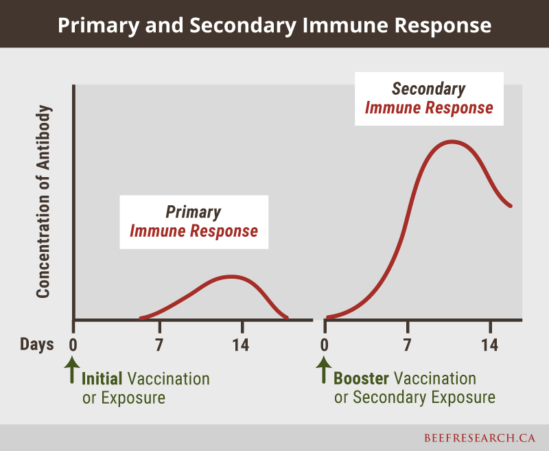 Primary and secondary immune response