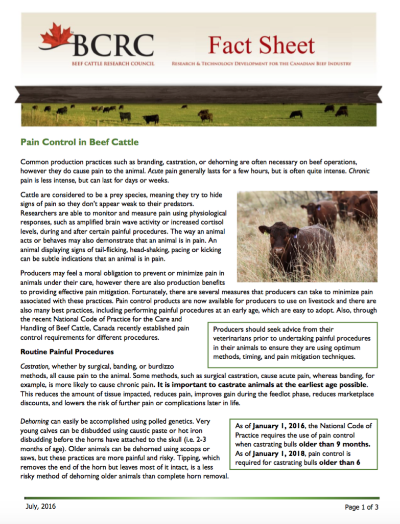 Pain control in beef cattle factsheet