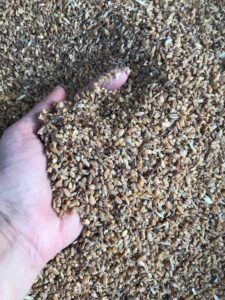 barley with high-moisture heated durum for beef cattle feed