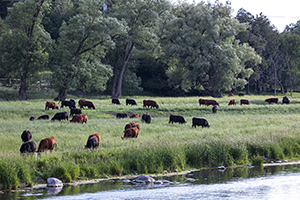 beef cattle and water