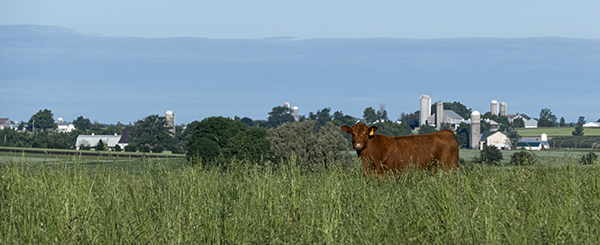 red beef cow in tall grass with barns and silo in background