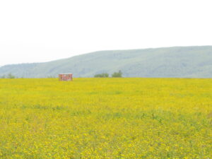 Yellowhead alfalfa bred for Canada's climate