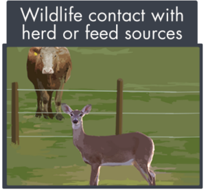 wildlife contact with cattle herd or feed sources is a potential biosecurity threat on farms