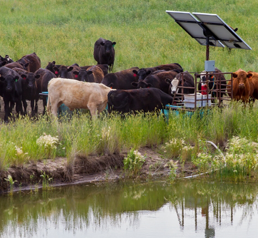 beef cattle solar-powered water system