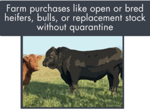 purchased stock like open or bred heifers bulls or replacement stock without quarantine can open a herd to disease