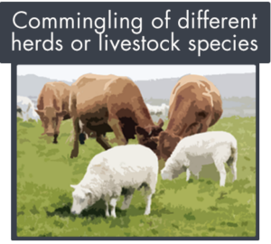 commingling of different herds or livestock species