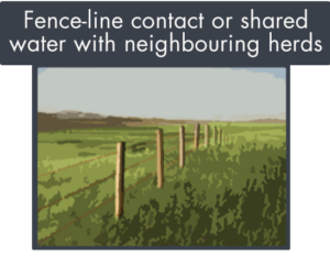 fence-line contact or sharing water with neighbouring farms can open a beef cattle herd to disease