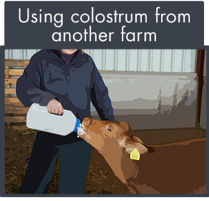 using raw colostrum from another farm can pose a biosecurity risk to beef operations