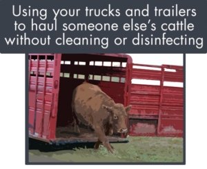 using your trucks and trailers to haul someone else's cattle without cleaning or disinfecting