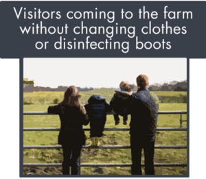 visitors coming to the farm without changing clothes or disinfecting boots