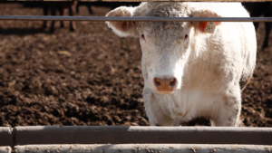 cattle in feedlot pen