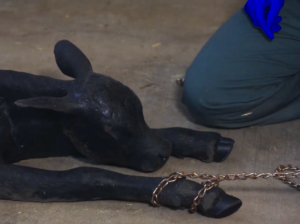 Correct position of calving chains on a beef calf