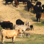 beef cattle on hill