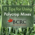 12 tips for using polycrop mixes