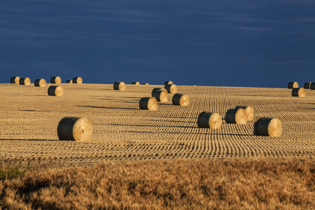 hay and barley with dark blue sky