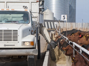truck feeding cattle at feedlot