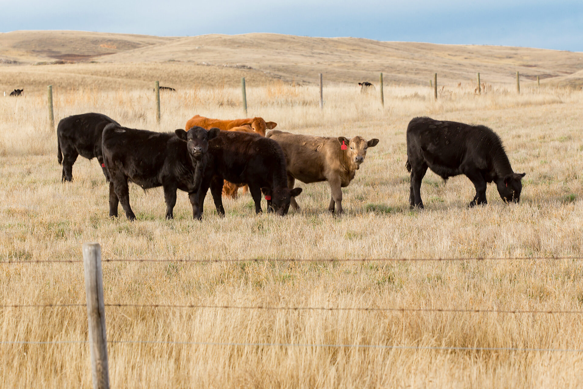 mixed steers on fall pasture behind fence