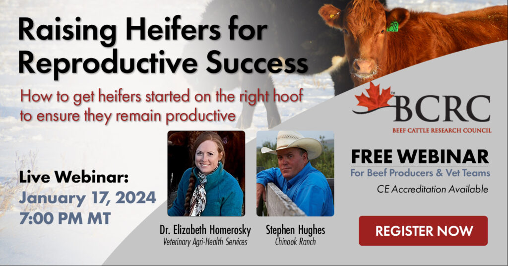 Raising Heifers for Reproductive Success, heifer development webinar