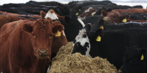 mixed cattle herd eating silage in winter
