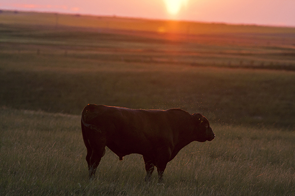 beef herd genetics in red beef bull at sunset