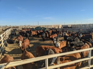 red and black cattle in feedlot