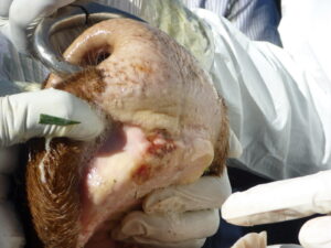 Foot and Mouth Disease lesions in cattle 