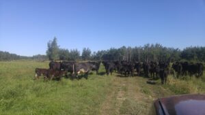 black cattle on green grass