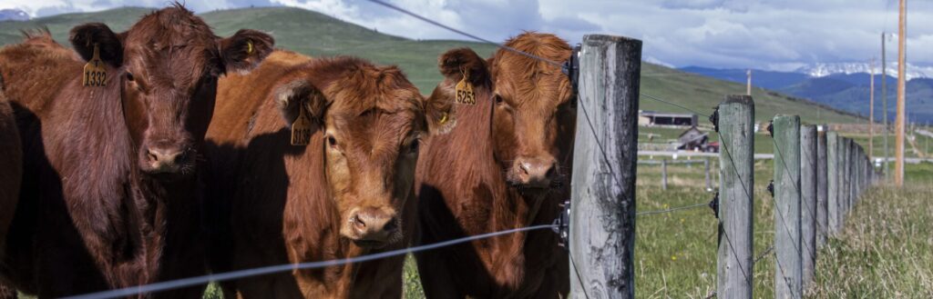 red yearlings behind an electric fence biosecurity