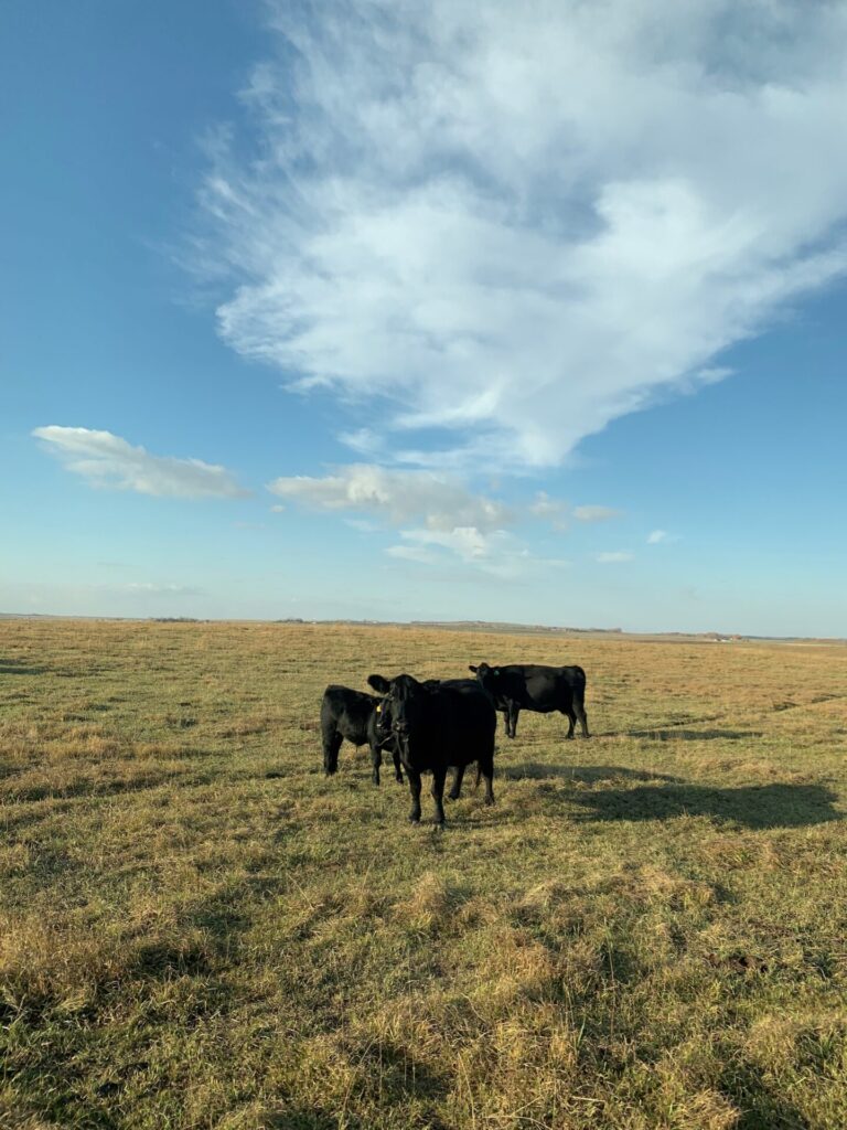 black beef cattle with blue skies at Beef Mentorship farm tour