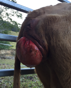 vaginal prolapse in a beef cow