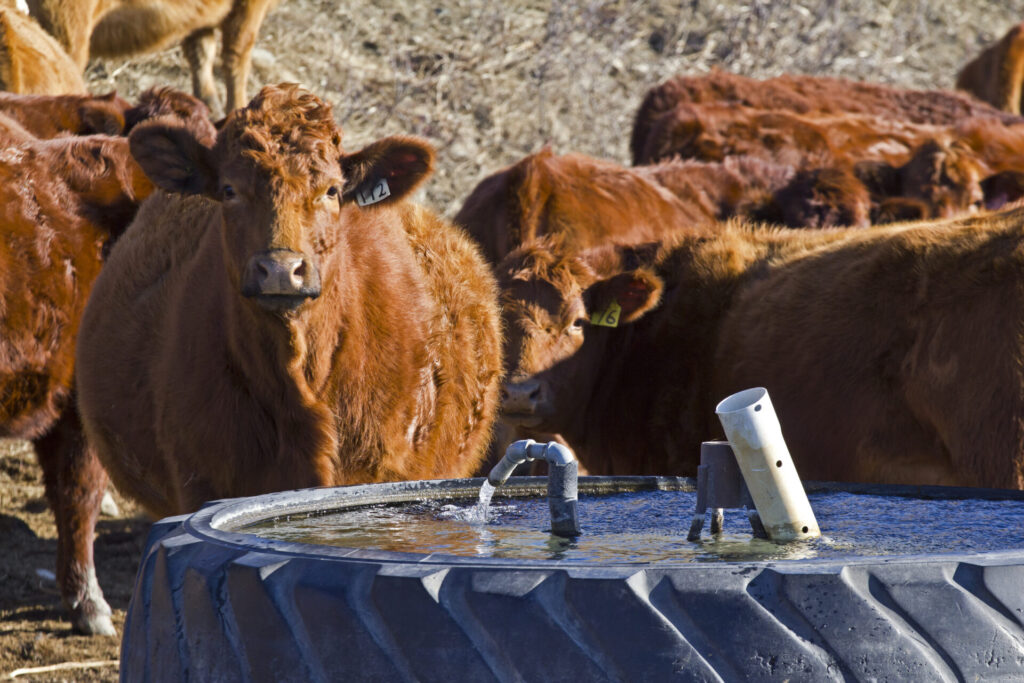 cows at water tank