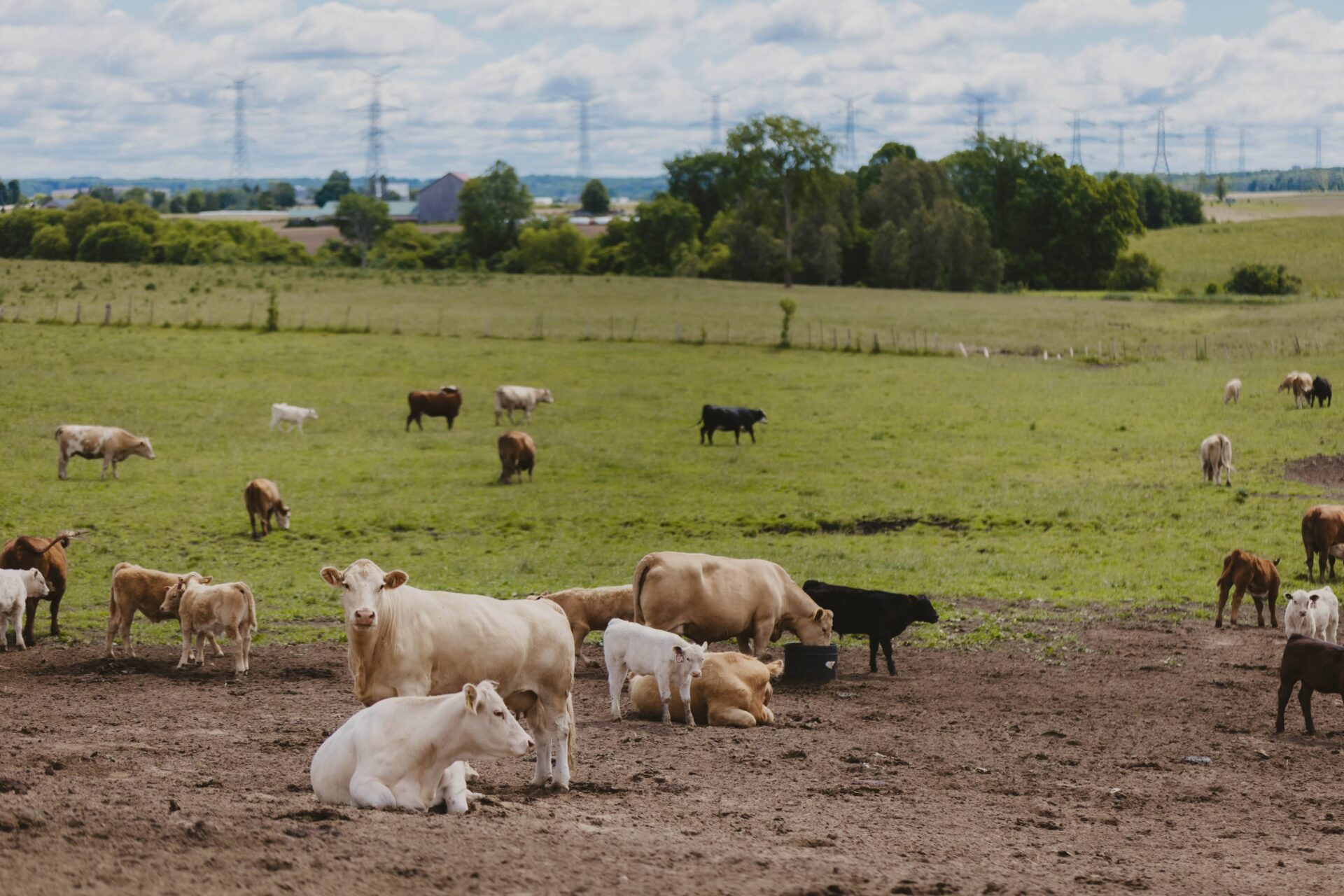 mixed cows and calves on grass in early summer