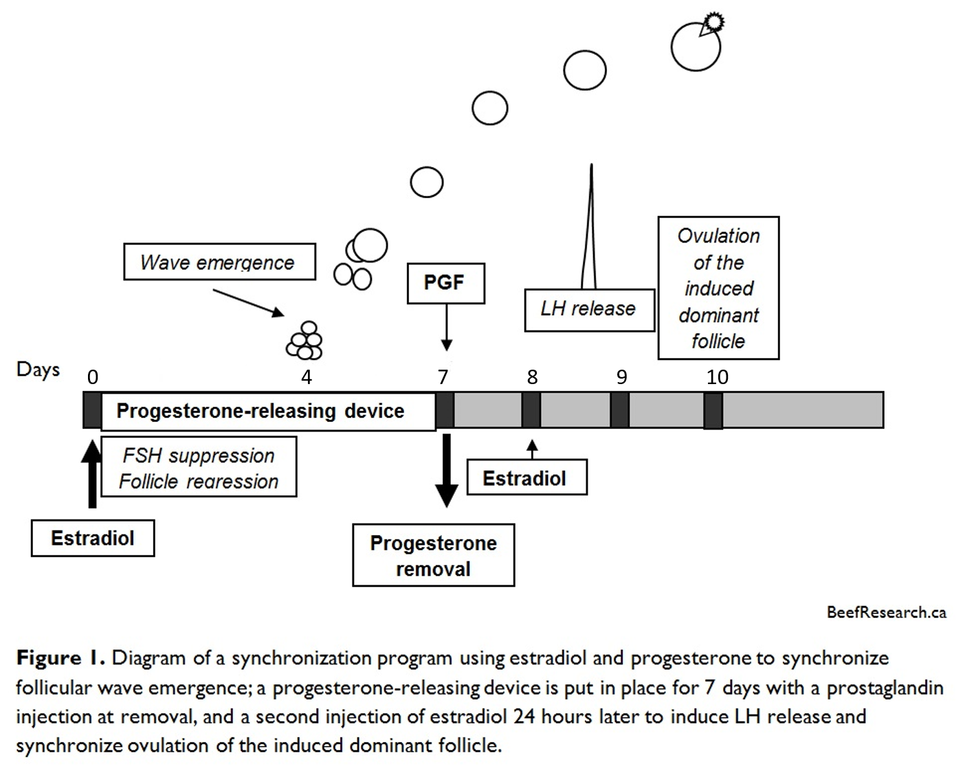 steps of artificial insemination in cattle pdf