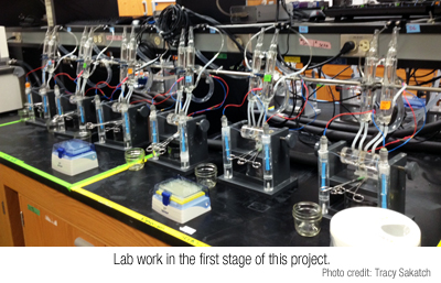 lab work in the first stage of this project to improve the barrier function of the gut to prevent disease