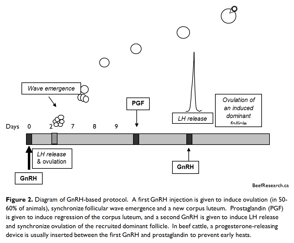 Artificial Insemination Beef Cattle Research Council