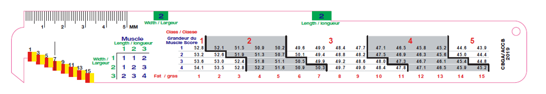 Ruler to measure beef fat depth and ribeye length and width