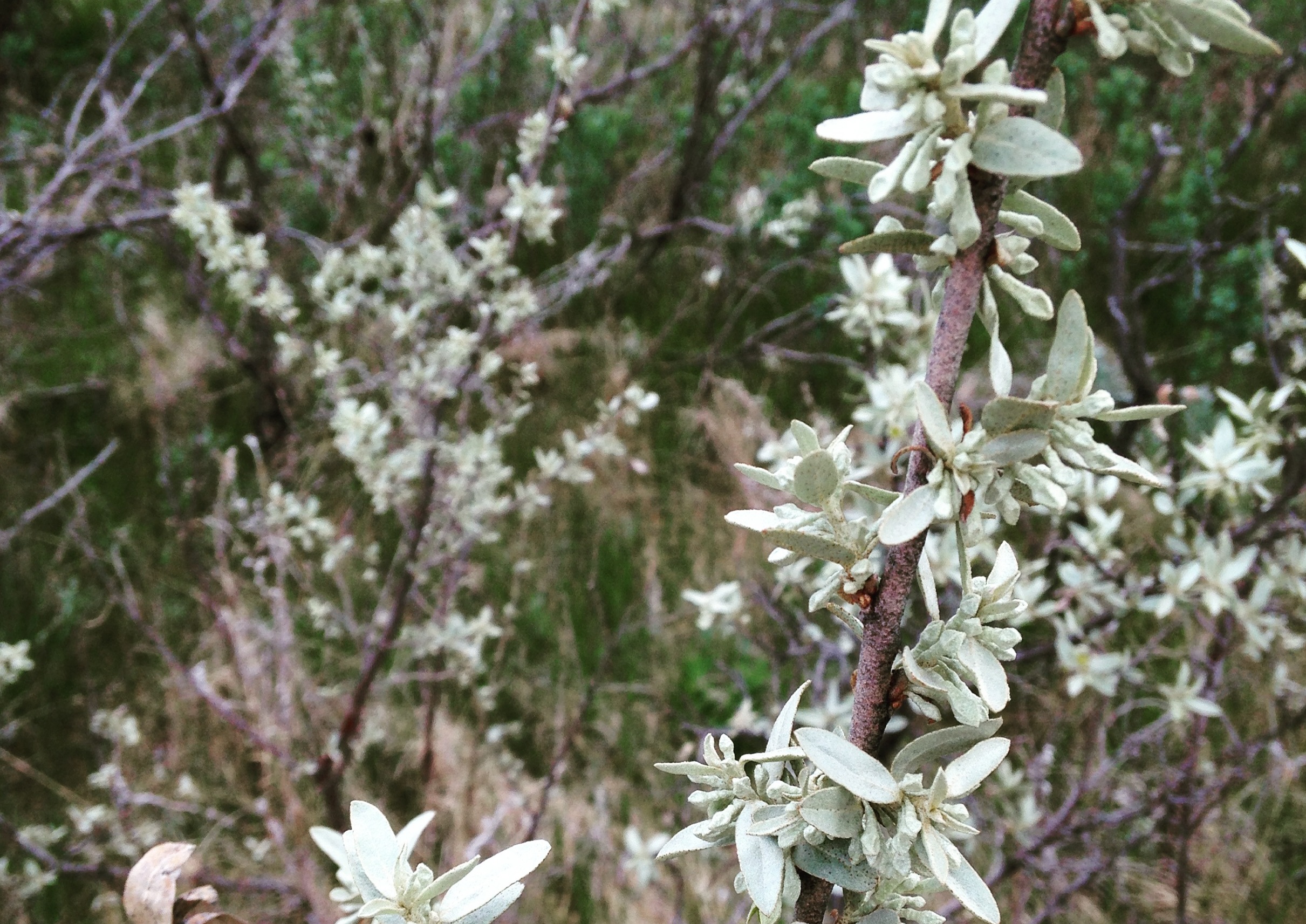 Wolf willow
