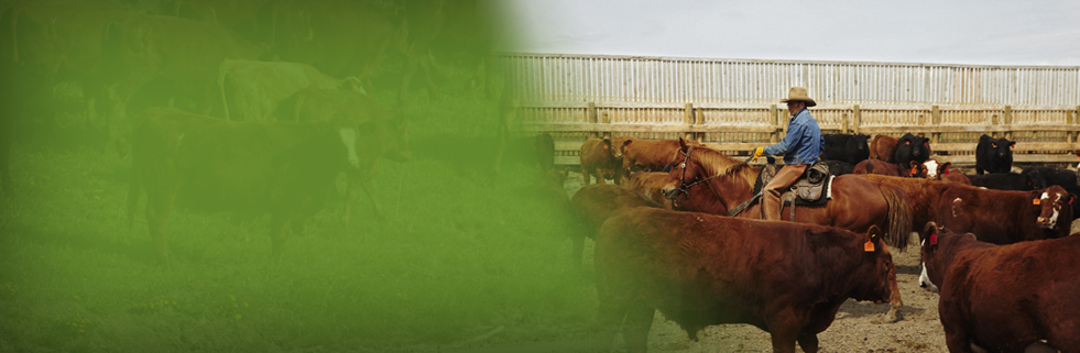 Animal Health & Welfare