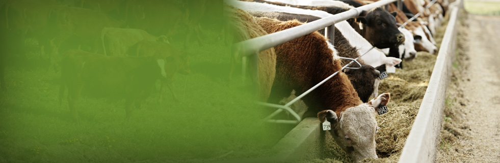 Feed Grains & Feed Efficiency