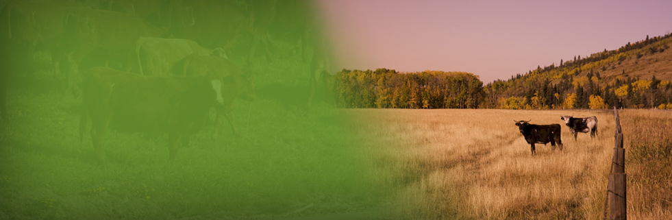 Forage & Grasslands