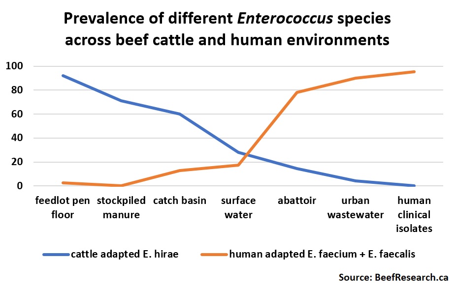 Enterococcus hirae are the most common Enterococcus in beef cattle (and rarely found in humans), while Enterococcus faecium and Enterococcus faecalis are commonly found in humans, but are rarely found in cattle