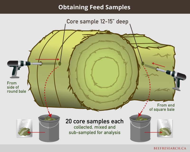 Feed Testing & Analysis for Beef Cattle Beef Cattle Research Council